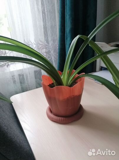 Гиппеаструм