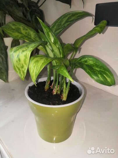 Комнатные растения. Аглаонема