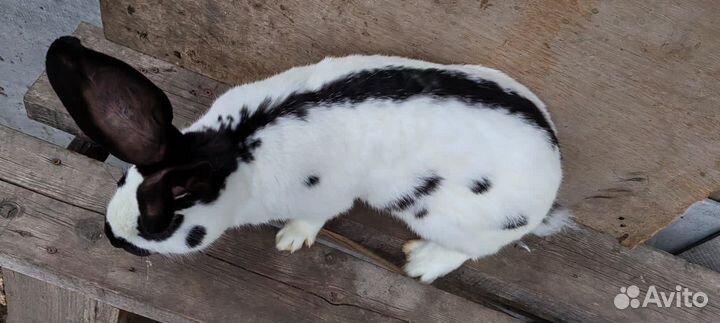 Немецкий пестрый великан