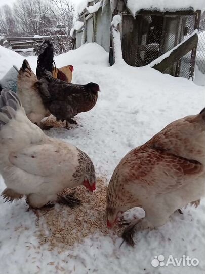 Инкубационное яйцо кур