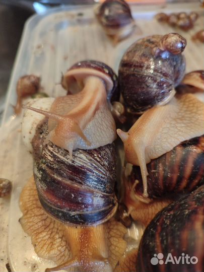 Улитки ахатины
