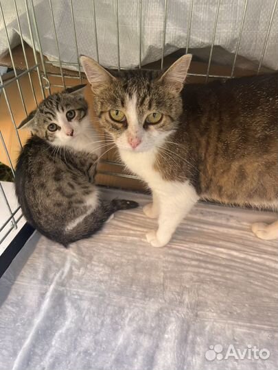 Милые котята 3 мес. приучены к лотку