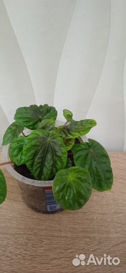 Пеперомия Лилиан