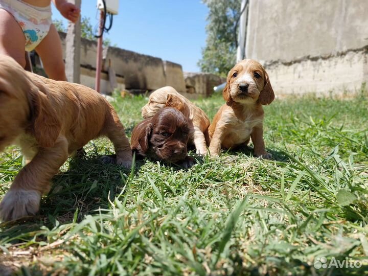 Русский охотничий спаниель щенки