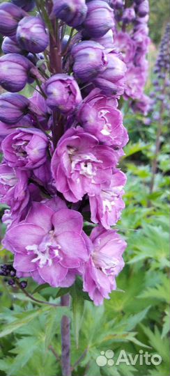 Дельфиниумы разных сортов