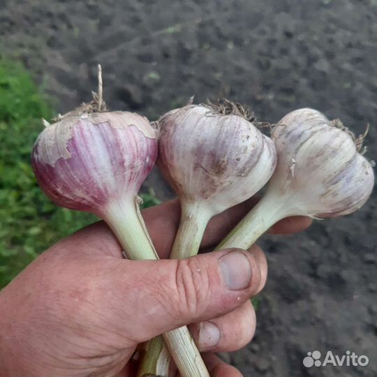 Чеснок озимой