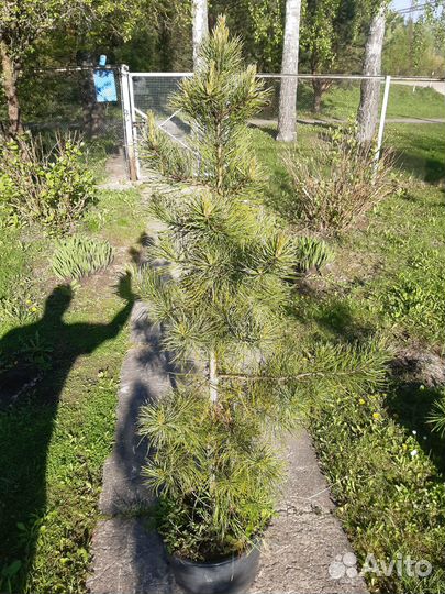 Кедр сибирский