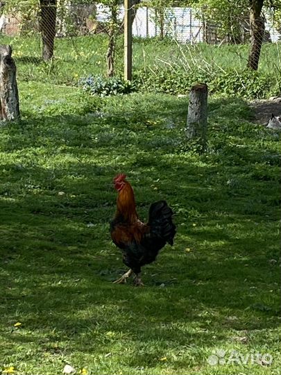 Молодые петухи