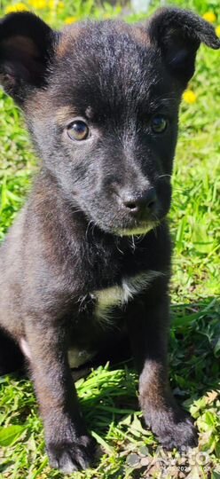 Щенок девочка 1,5 месяца