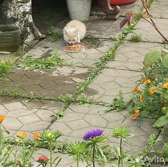 Котята в дар 5 котят