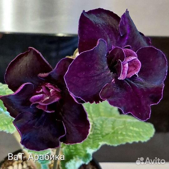 Детки сортовых стрептокарпусов