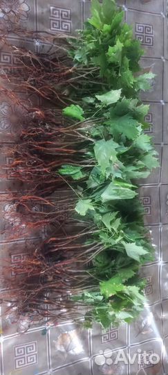 Сеянец клен