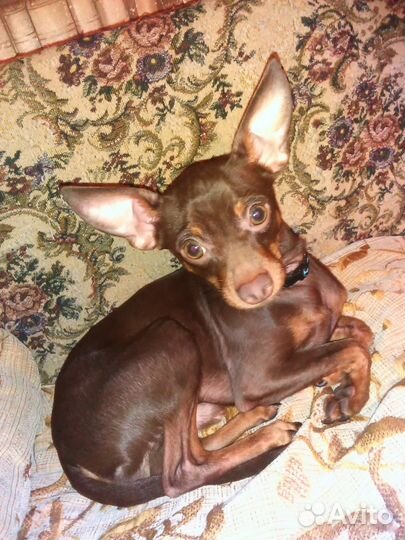 Мальчик Вязка