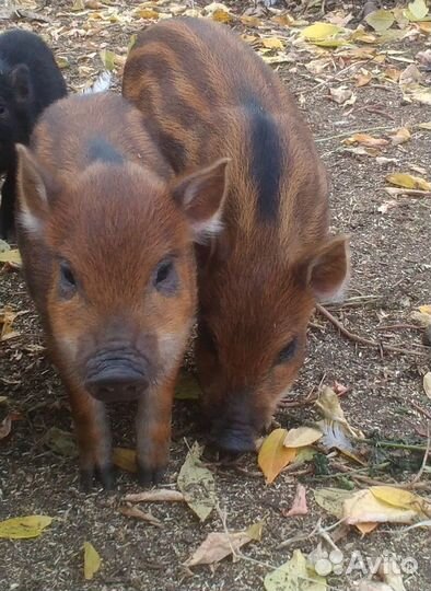 Поросята кармалы