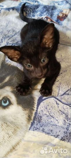 Ориентальные котята