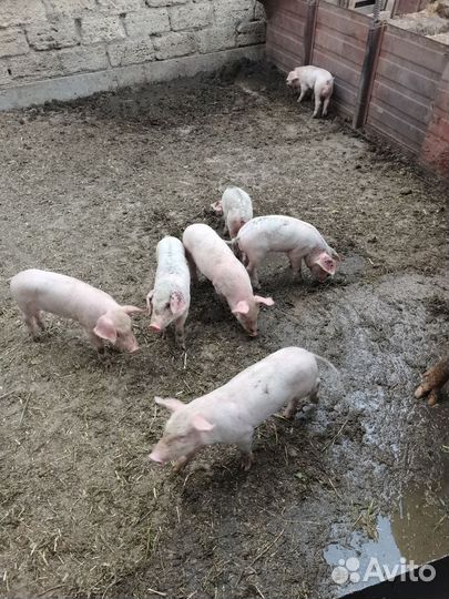 Поросята породы ландрас