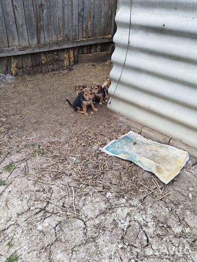 Щенки русской гончей