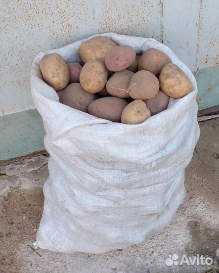 Продам картофель