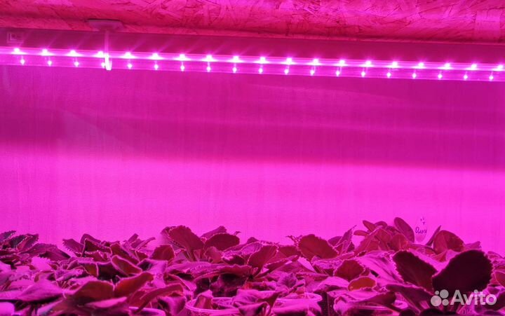 Фитолампа для растений