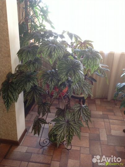 Бегония грифон