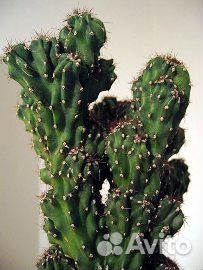 Суккуленты разные