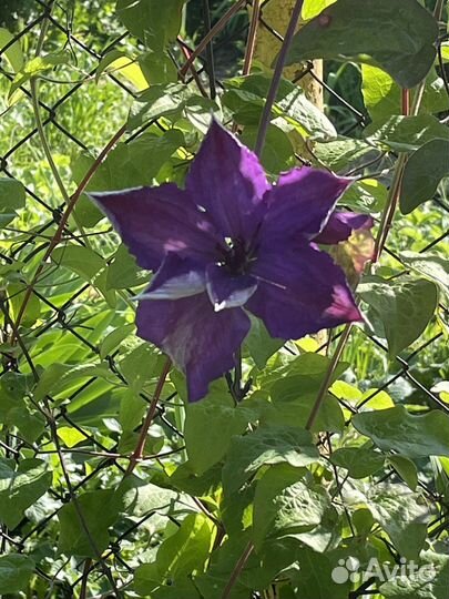 Цветы для улицы