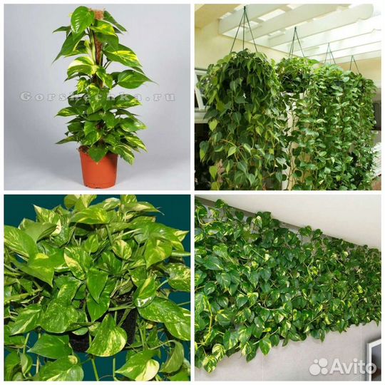 Сциндапсус Золотой или эпипремнум