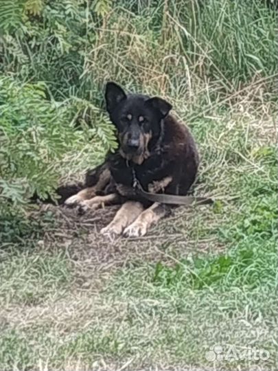 Отдам в добрые руки