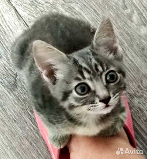 Котёнок девочка в добрые руки