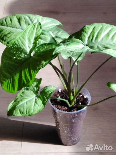 Растения в доме