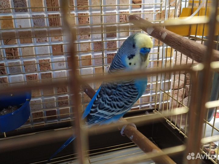 Попугаи певчие