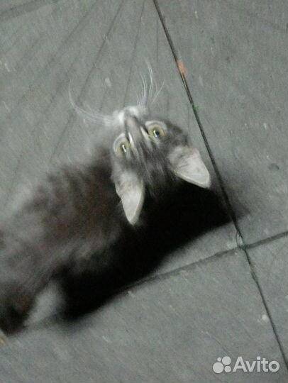 Котенок серый