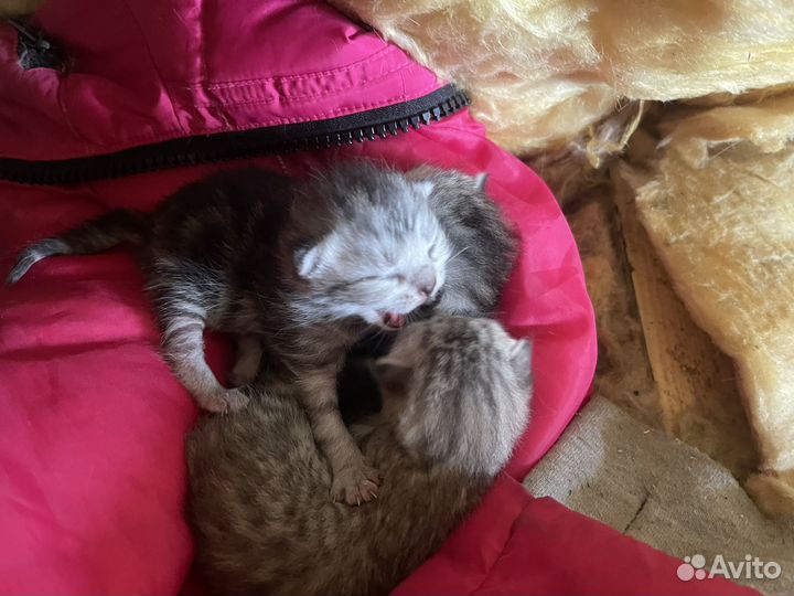 Котята к брони