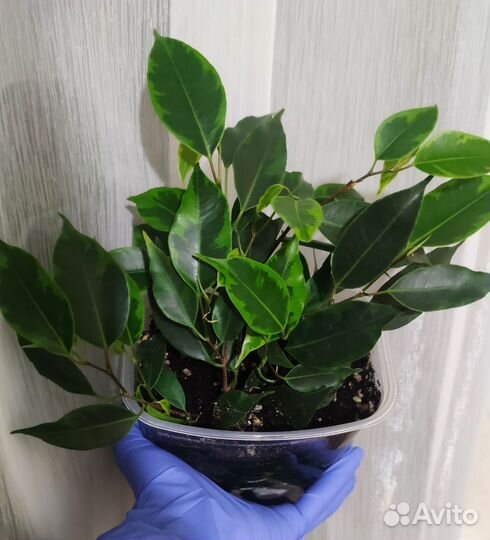 Фикус Бенджамина