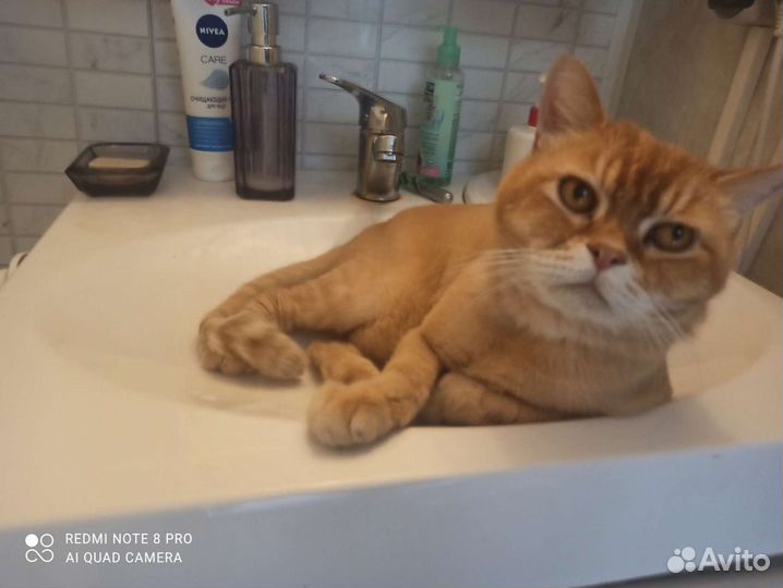 Передержка кошек/котов