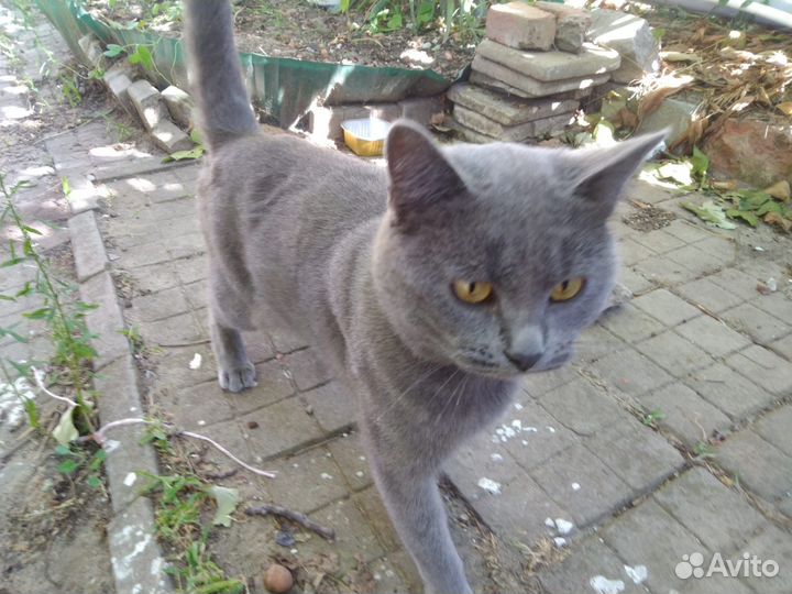 В добрые руки кот