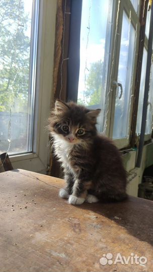 Котята в добрые руки бесплатно