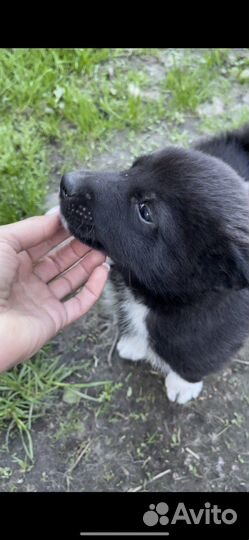 Щенки Западно Сибирской Лайки