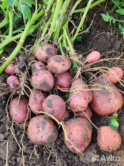 Картофель венгерский сорт Шарвари Пирошка