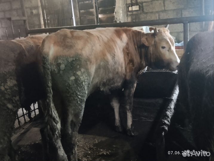 С/х животные бычки