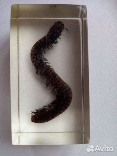 Насекомые деагостини