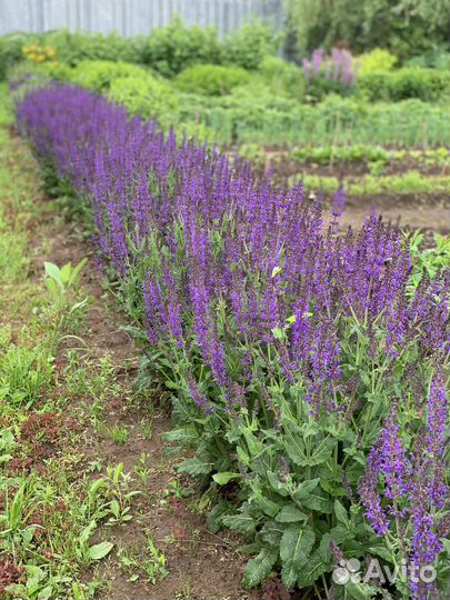 Шалфей дубравный