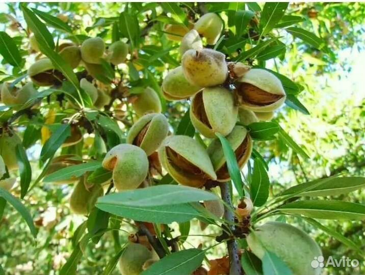 Орех миндаль, грецкий,фундук трапезунд