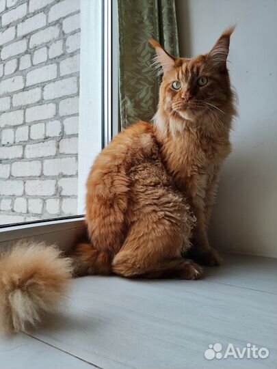 Кот в добрые руки