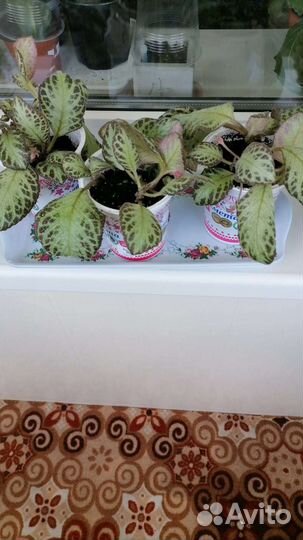 Эписция красная