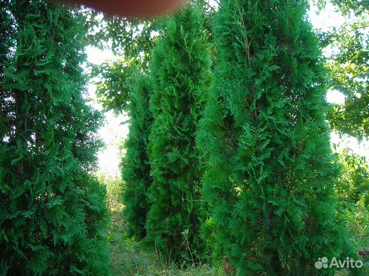 Туя колонновидная