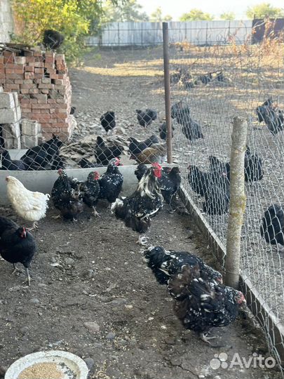 Орпинктон по 2т