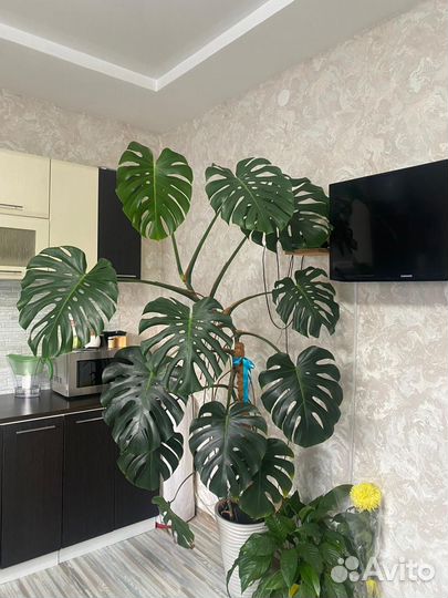 Монстера