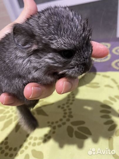 Шиншилла