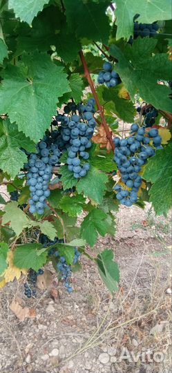 Виноград технический